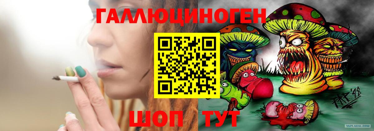 Галлюциногенные грибы Psilocybine cubensis Новоалександровск